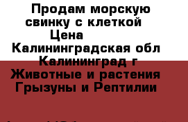 Продам морскую свинку с клеткой. › Цена ­ 2 000 - Калининградская обл., Калининград г. Животные и растения » Грызуны и Рептилии   